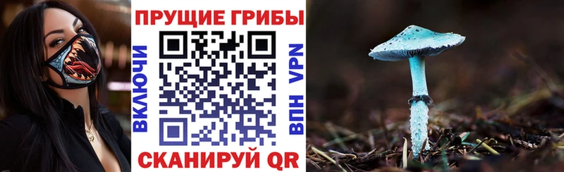 Псилоцибиновые грибы Psilocybe omg как зайти Власиха
